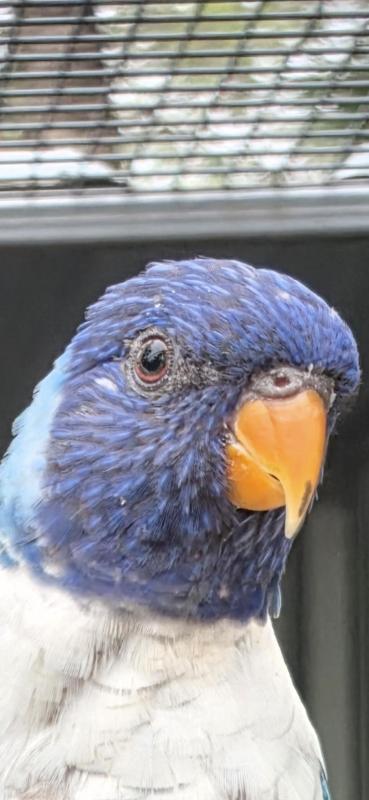 Blue Rainbow Lorikeet Female Split Pied