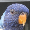 Blue Rainbow Lorikeet Female Split Pied