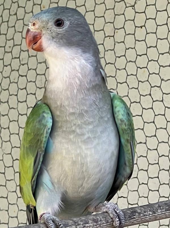 - PARBLU MUTATION PRINCESS PARROTS -