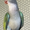 - PARBLU MUTATION PRINCESS PARROTS -