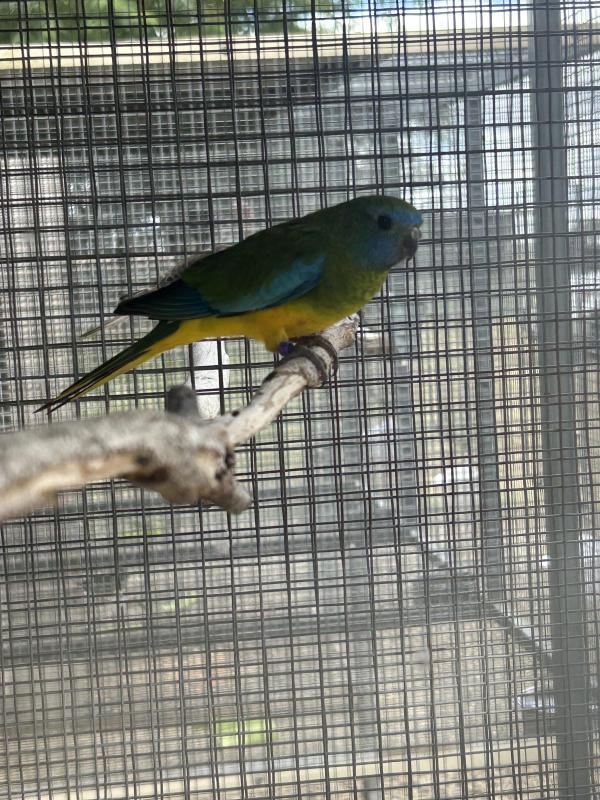 Pure Scarlet Chested Parrot Mature Hen.