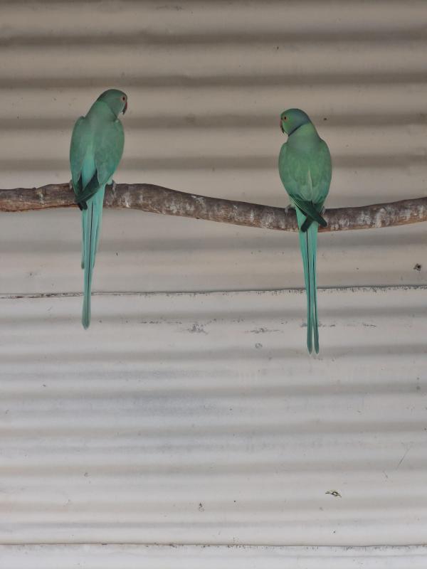 Indian Ringnecks