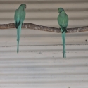 Indian Ringnecks