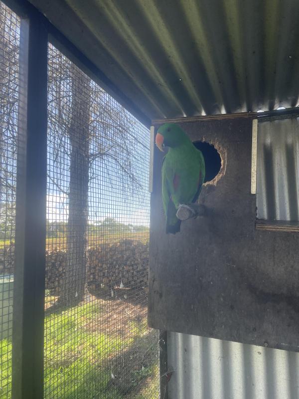 Eclectus parrots