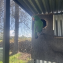 Eclectus parrots