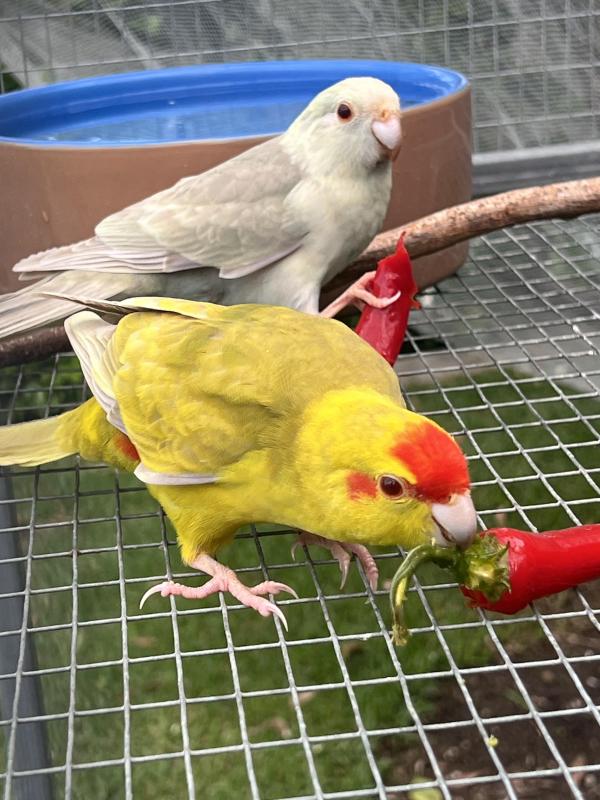 Fallow kakariki mutations Orange Bird sale