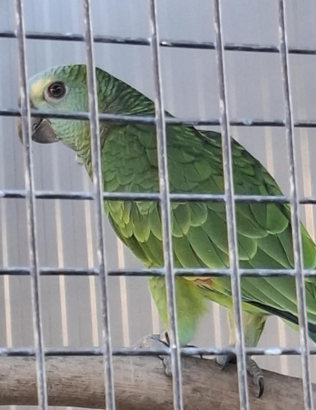Blue Fronted Amazon Hen
