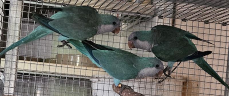 Blue Quaker DNA sexed Hens - 2024 bred P/Raised