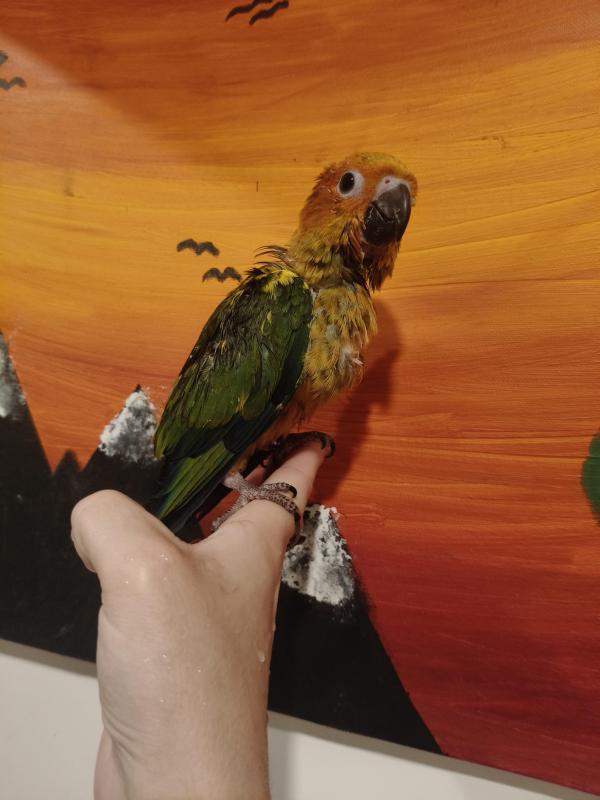 Handraised Baby Male Sun Conure
