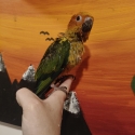 Handraised Baby Male Sun Conure
