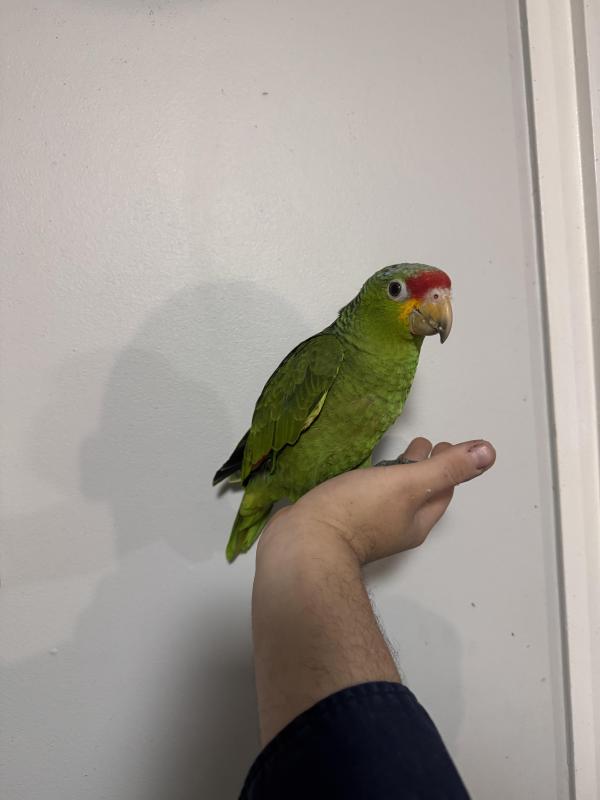 Hand raised red lord amazon