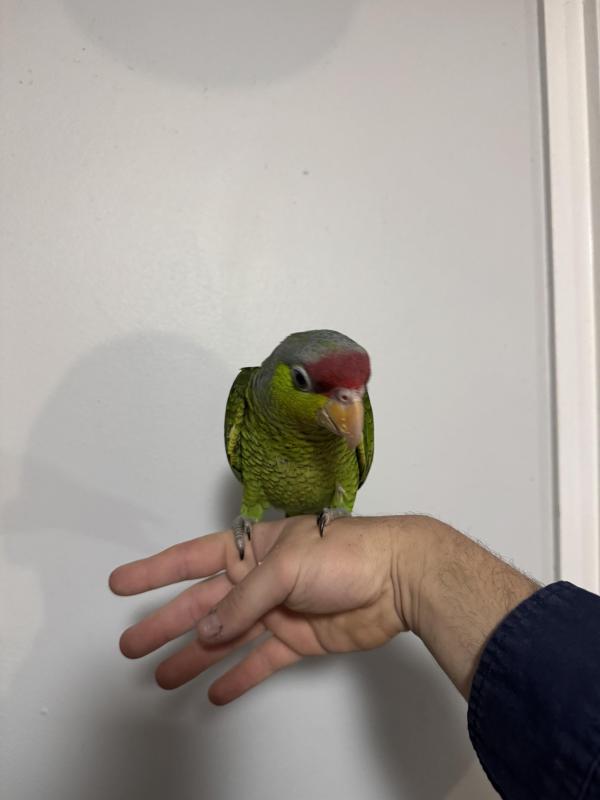 Hand raised lilac crown amazons