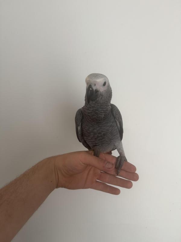 Hand raised African greys