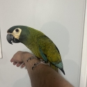 Hand raised illiger macaw female