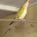 -  CINNAMON   PARBLU  PRINCESS  PARROT  MUTATION -