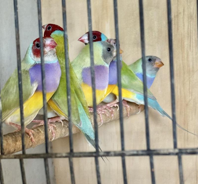 Australian Recessive Dilute Gouldians