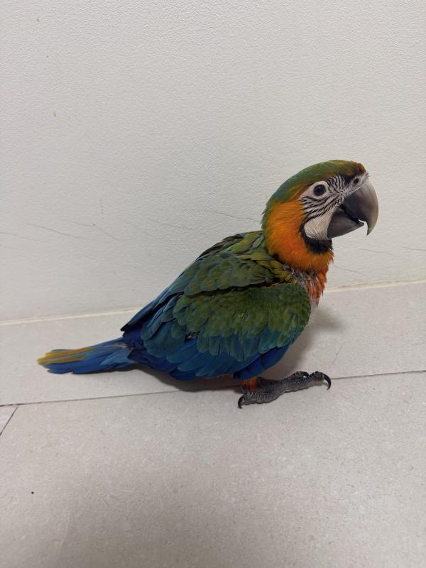 8 WEEKS OLD FEMALE CATALINA MACAW FRIENDLY & TAMED