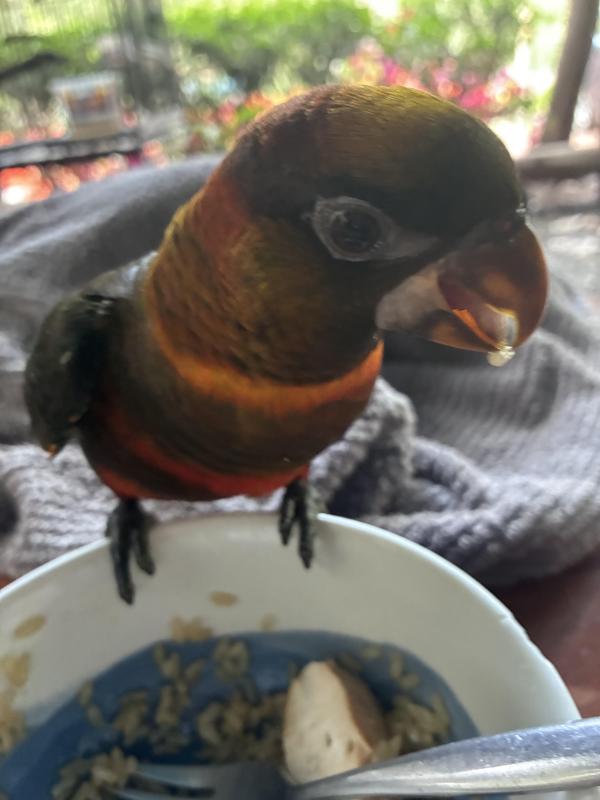 Stunning Hand-Raised Dusky Lory  Rare Colour Combo