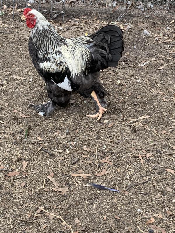 Brahma rooster