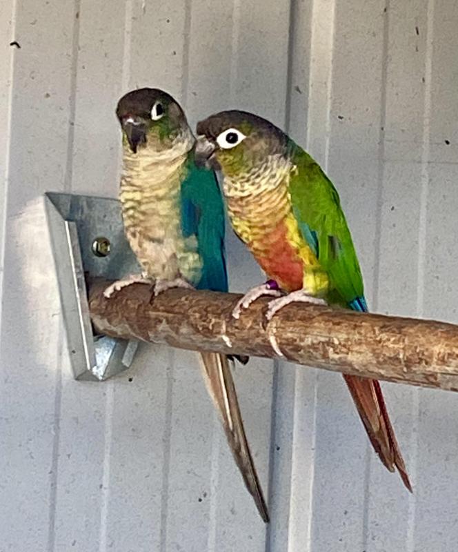 PROLIFIC BREEDING PAIR VIOLET CONURES AND YOUNG VIOLETS