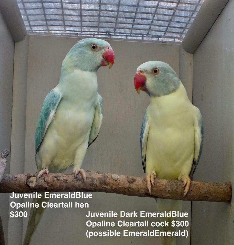 INDIAN RINGNECK MUTATIONS