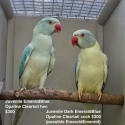 INDIAN RINGNECK MUTATIONS