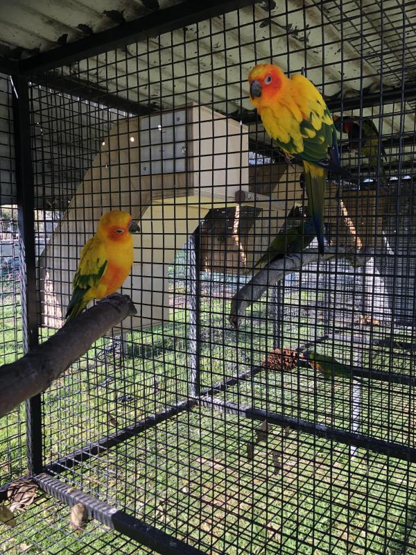 Breeding Pair of Sun Conures for Sale