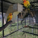 Breeding Pair of Sun Conures for Sale
