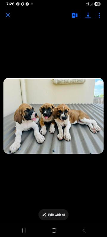 Mastiff pups reduced this weekend only