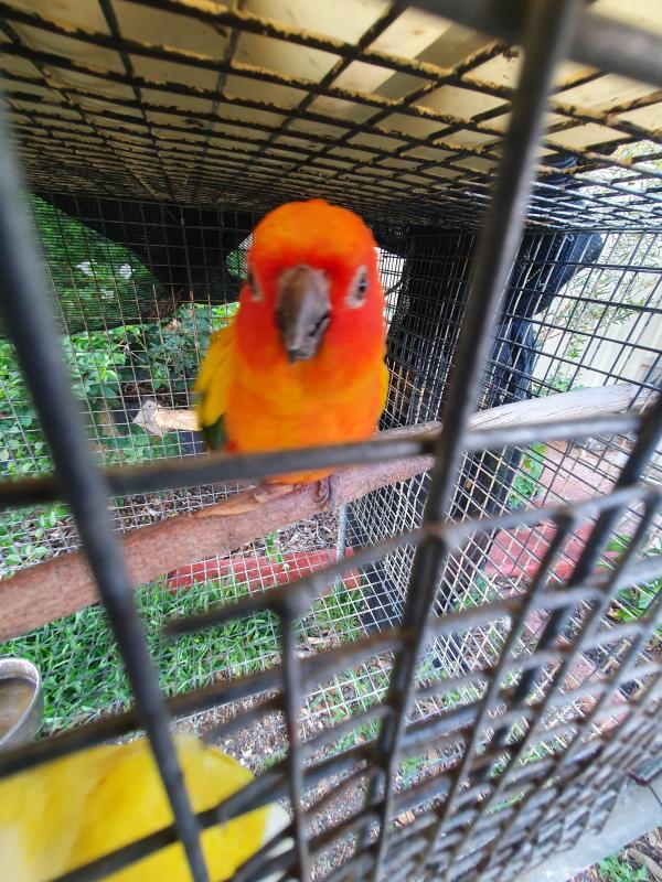 Handrasied lutino Quaker baby  and female  sun conure