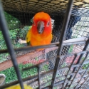 Handrasied lutino Quaker baby  and female  sun conure