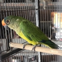 Peach Front Conure