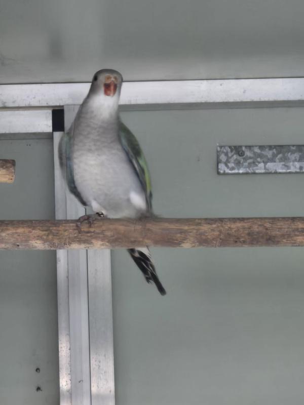 Par blue princess parrots