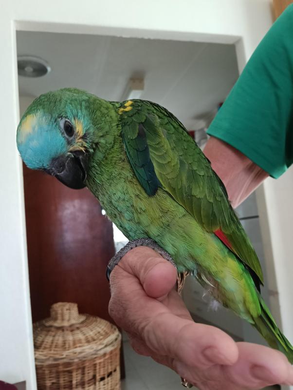 Handraised Blue-fronted Amazon, companion bird