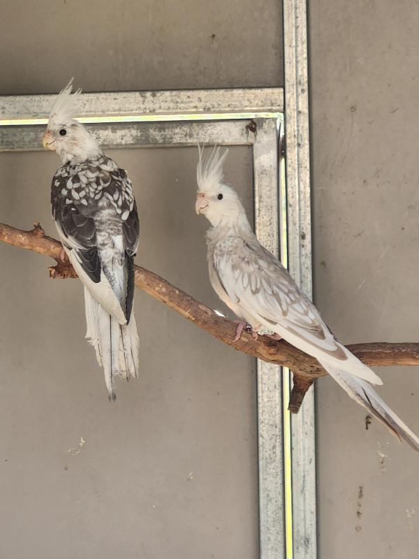Whiteface Cockatiels