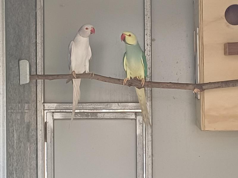 Cinnamon Opaline Cleartail Indian Ringnecks