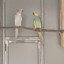 Cinnamon Opaline Cleartail Indian Ringnecks