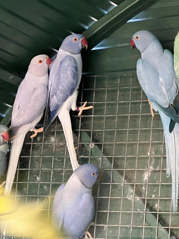 Indian ringneck mutations