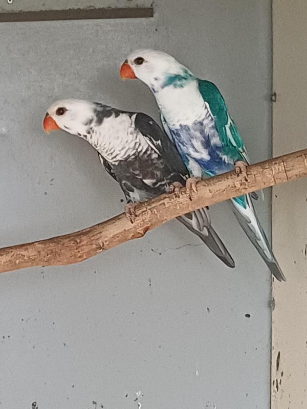Blue Series Rainbow Lorikeets