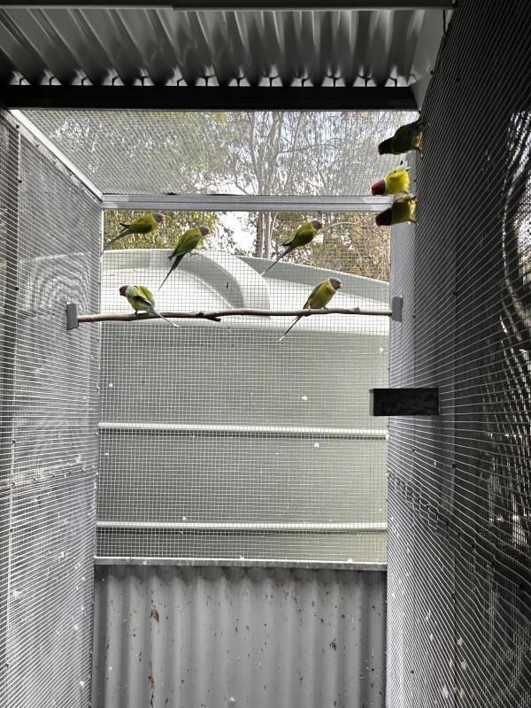 Flock of Plumheads 8 (5 Hen, 3 cock)