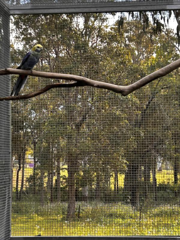 Pale headed rosella hen