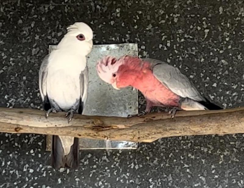 MATURE PAIR OF SPLIT BLUE GALAHS PRICE DROP