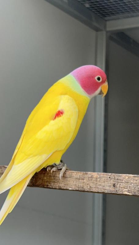 DILUTE AND LUTINO PLUMHEAD MUTATIONS