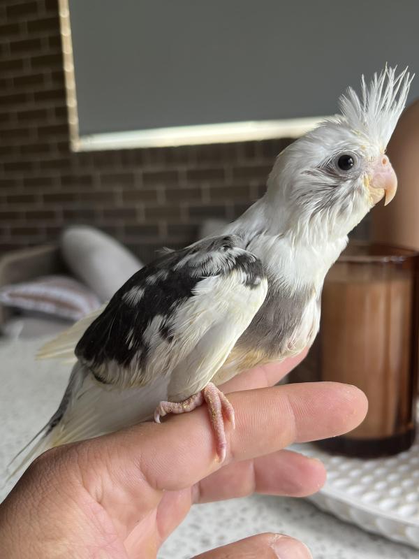 baby cockatiels