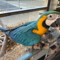Blue and gold macaws