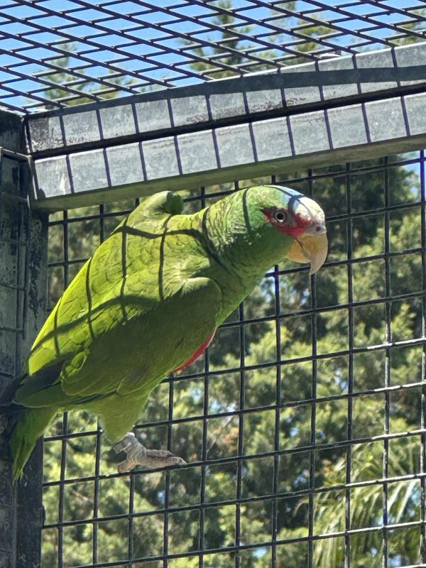 White fronted Amazon
