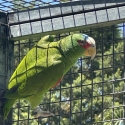 White fronted Amazon