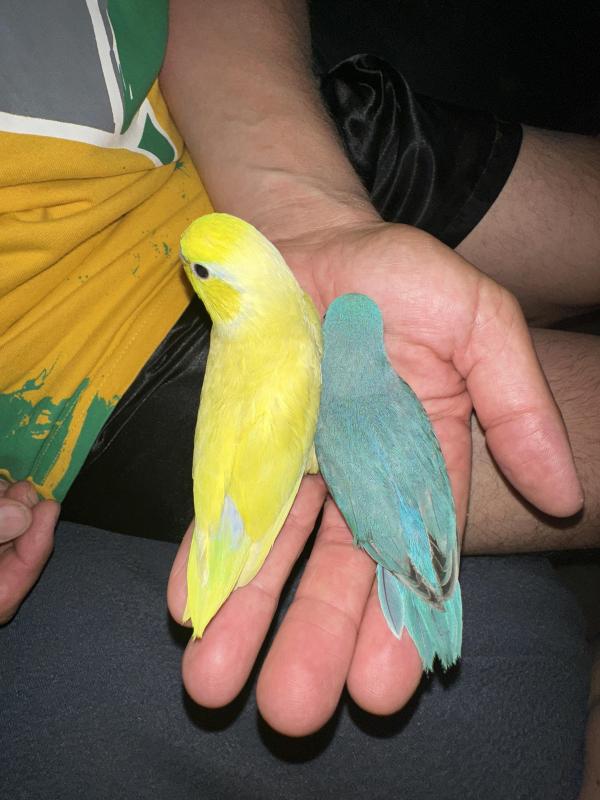 Baby parrotlets
