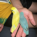 Baby parrotlets