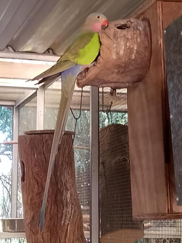 AUST PARROTS & LORIKEETS.